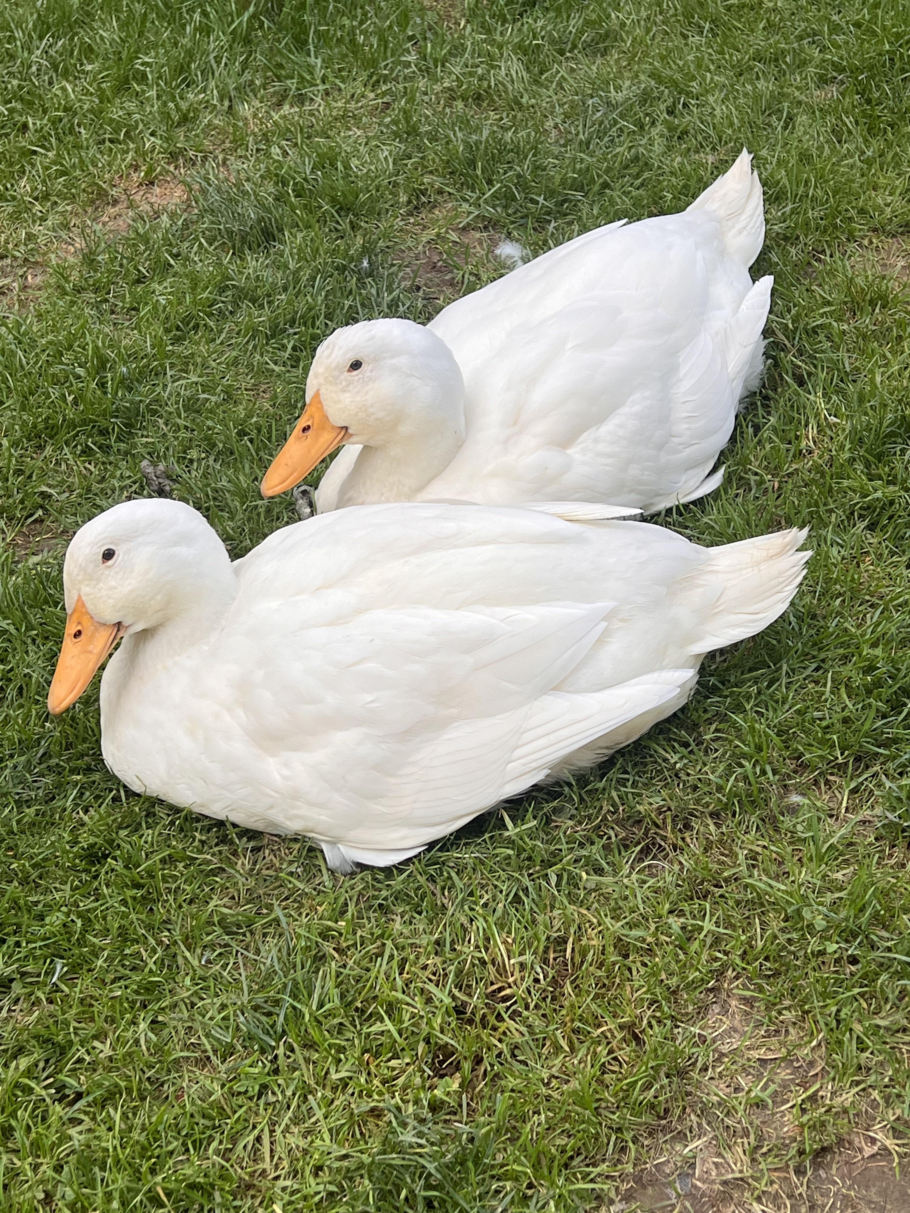 Pekin ducks